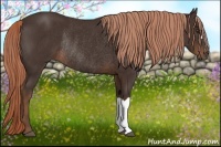 Horse Color:Liver Chestnut Rabicano 