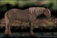 Horse Color:Liver Chestnut Rabicano 