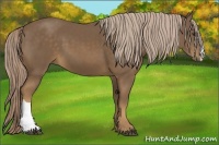 Horse Color:Chocolate Palomino 