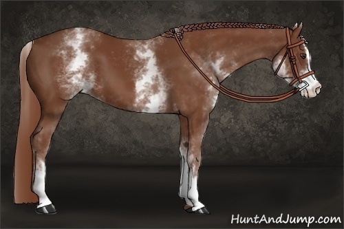 Horse Color:White Spotted Chestnut Sabino