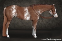 Horse Color:White Spotted Chestnut Sabino 
