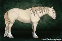 Horse Color:Perlino Dun Sabino