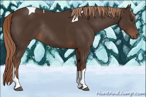 Horse Color:Liver Chestnut Tobiano Rabicano