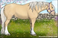 Horse Color:White Spotted Gold Cream Champagne