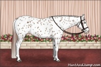 Horse Color:Chestnut Appaloosa 