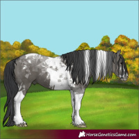 Horse Color:Grullo Tobiano