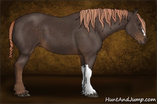Horse Color:Liver Chestnut 