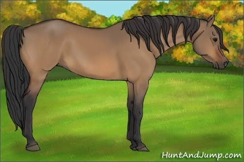 Horse Color:Bay Dun 