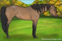 Horse Color:Bay Dun