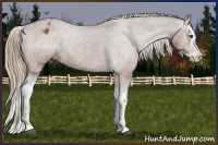 Horse Color:Chestnut Splash Varnish 