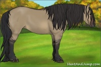 Horse Color:Brown Dun