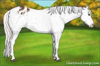 Horse Color:Silver Bay Appaloosa 