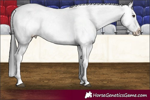 Horse Color:White Spotted Liver Chestnut Appaloosa 
