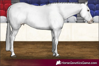 Horse Color:White Spotted Liver Chestnut Blanket 