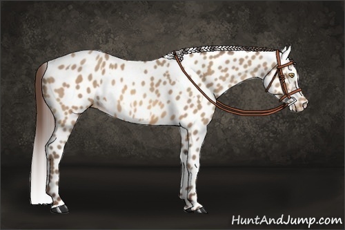 Horse Color:Amber Champagne Appaloosa  and Amber Champagne Appaloosa 