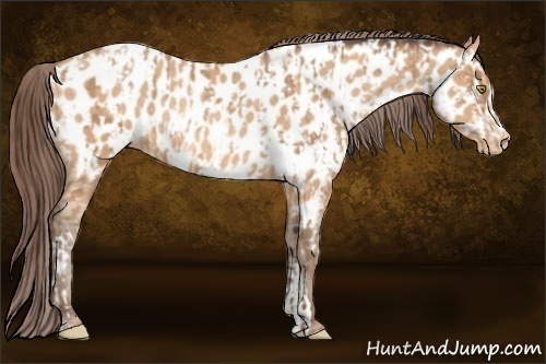 Horse Color:Amber Champagne Appaloosa and Amber Champagne Appaloosa
