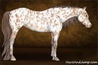Horse Color:Amber Champagne Appaloosa and Amber Champagne Appaloosa