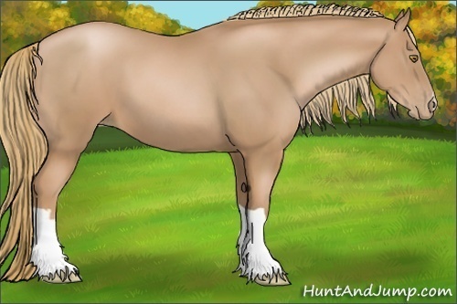 Horse Color:Chestnut Pearl