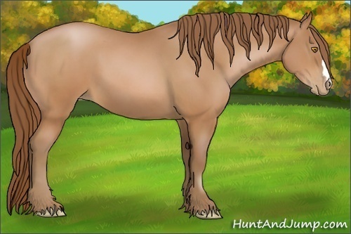 Horse Color:Bay Pearl 