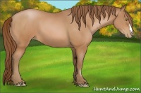 Horse Color:Bay Pearl