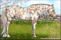 Horse Color:Gold Champagne Appaloosa and Gold Champagne Appaloosa Rabicano