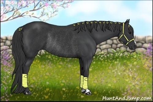 Horse Color:Black Rabicano 