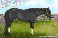 Horse Color:Black Rabicano