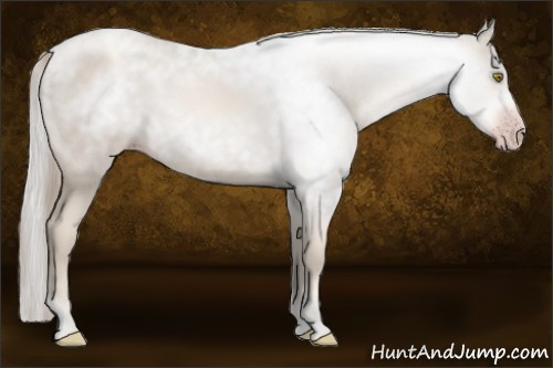 Horse Color:Gray Gold Champagne 