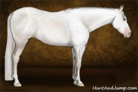Horse Color:Gray Gold Champagne