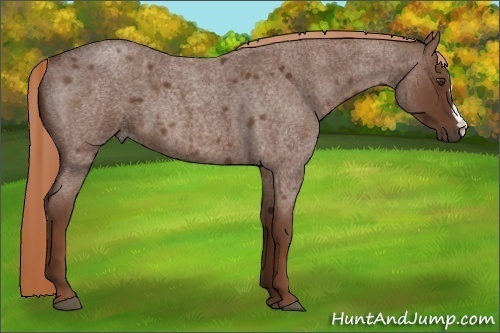 Horse Color:Red Roan 