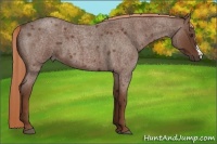 Horse Color:Red Roan 