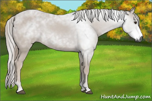 Horse Color:Gray Chestnut 