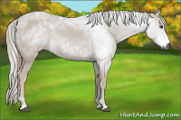 Horse Color:Gray Chestnut 