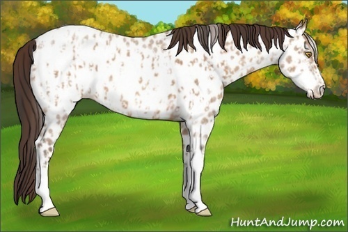 Horse Color:Amber Champagne Roan Appaloosa  and Amber Champagne Roan Frame Appaloosa 
