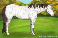 Horse Color:Amber Champagne Roan Near Leopard and Amber Champagne Roan Frame Near Leopard