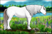 Horse Color:Red Dun Appaloosa 