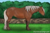 Horse Color:Silver Bay 