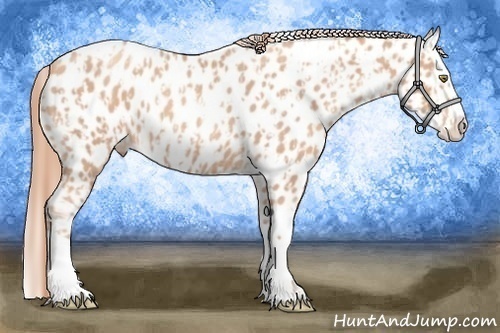 Horse Color:Gold Champagne Appaloosa  and Gold Champagne Splash Appaloosa 