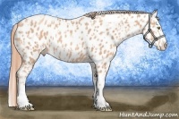 Horse Color:Gold Champagne Appaloosa and Gold Champagne Splash Appaloosa