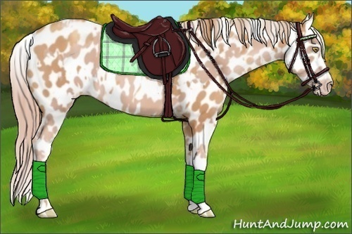 Horse Color:Gold Champagne Appaloosa  and Gold Champagne Appaloosa 