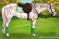 Horse Color:Gold Champagne Appaloosa and Gold Champagne Appaloosa