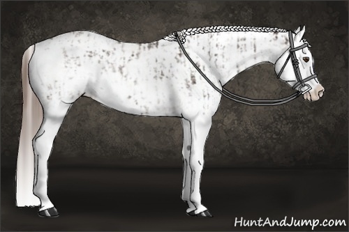 Horse Color:Liver Chestnut Sabino Splash Blanket and Liver Chestnut Sabino Splash Blanket
