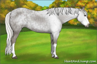 Horse Color:Gray Silver Blue Roan Splash 