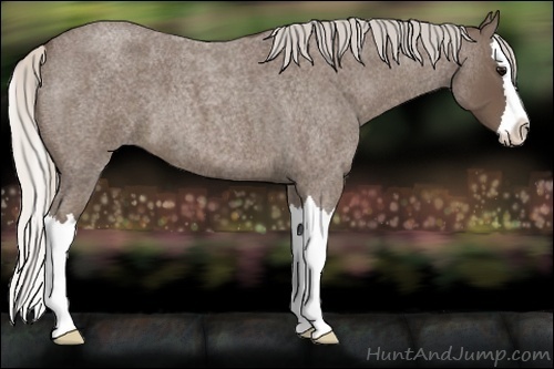 Horse Color:Silver Blue Roan Splash