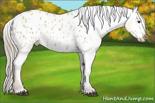 Horse Color:Chocolate Palomino Dun Appaloosa 