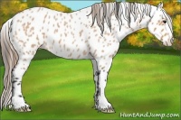 Horse Color:Buckskin Roan Appaloosa 