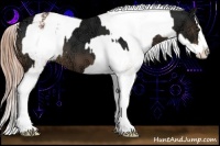 Horse Color:Liver Chestnut Ice Sabino Splash  and Gold Champagne Ice Sabino Splash Varnish 