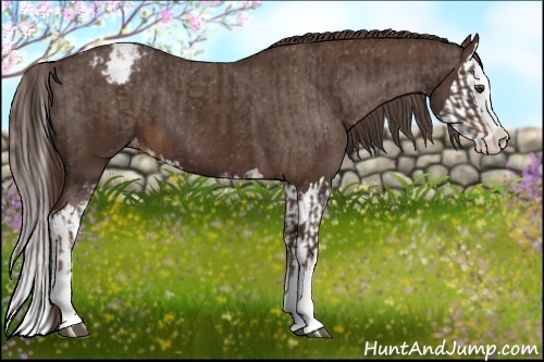 Horse Color:Liver Chestnut Sabino Splash Appaloosa and Liver Chestnut Sabino Splash Appaloosa