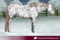 Horse Color:Gold Champagne Near Leopard and Liver Chestnut Near Leopard