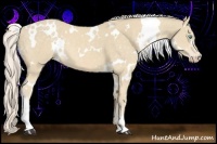 Horse Color:White Spotted Cremello